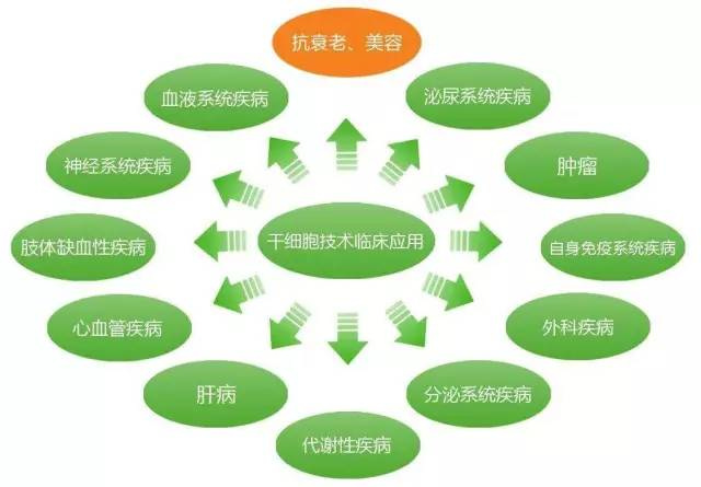 干細(xì)胞臨床應(yīng)用時代到來 人體干細(xì)胞技術(shù)開發(fā)與應(yīng)用